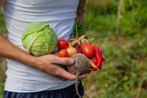 Man Bonde Med Hemgjorda Grönsaker Sina Händer Selektivt Fokus Natur — Stockfoto