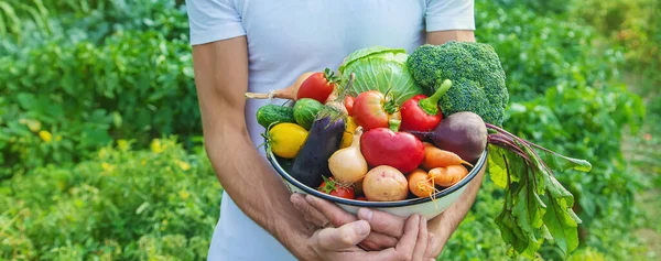 Hombre Granjero Con Verduras Caseras Sus Manos Enfoque Selectivo Naturaleza — Foto de Stock