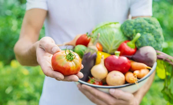 Hombre Granjero Con Verduras Caseras Sus Manos Enfoque Selectivo Naturaleza —  Fotos de Stock