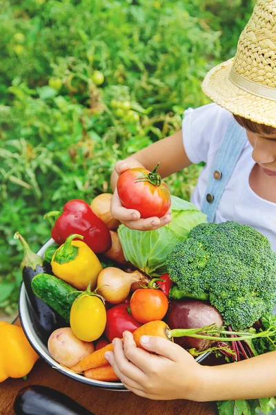 Barn Trädgården Med Grönsaker Händerna Selektivt Fokus Natur — Stockfoto