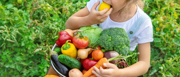 Barn Trädgården Med Grönsaker Händerna Selektivt Fokus Natur — Stockfoto