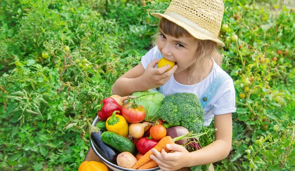 Gyerek Kertben Zöldségekkel Kezében Szelektív Fókusz Természet — Stock Fotó