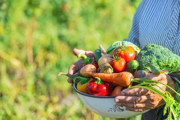 Bahçedeki Büyükanne Ellerinde Sebzelerle Seçici Odaklanma Doğa — Stok fotoğraf