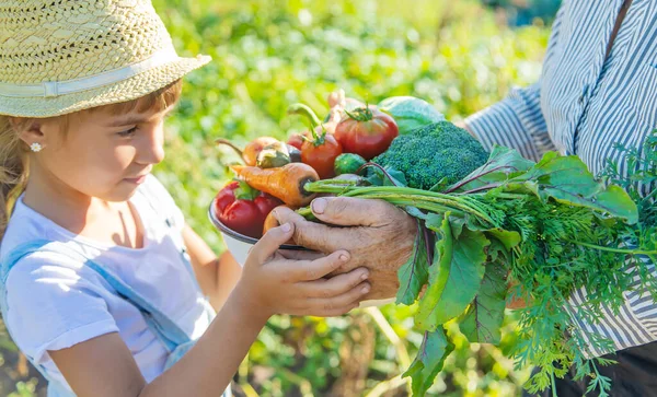 庭の野菜を手にした子供と祖母 選択的フォーカス — ストック写真