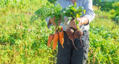 Bahçede elinde sebzelerle bir büyükanne. Organik sebzeler. Seçici odaklanma. Doğa.