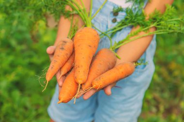 Bahçede bir sürü havuç olan bir çocuk. Seçici odak. Doğa.