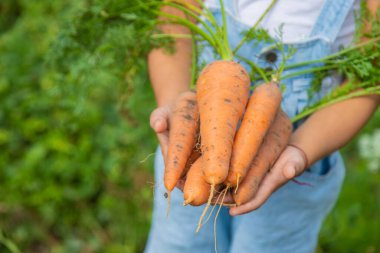 Bahçede bir sürü havuç olan bir çocuk. Seçici odak. Doğa.