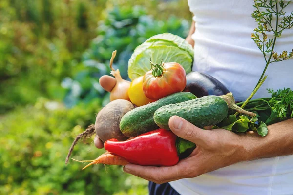 Ένας Αγρότης Σπιτικά Λαχανικά Στα Χέρια Του Επιλεκτική Εστίαση Φύση — Φωτογραφία Αρχείου