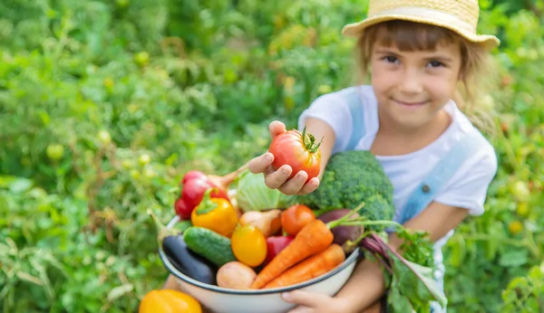 Barn Trädgården Med Grönsaker Händerna Selektivt Fokus Natur — Stockfoto