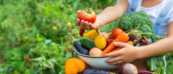 Kind Tuin Met Groenten Zijn Handen Selectieve Focus Aard — Stockfoto