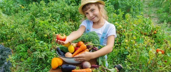 Anak Kebun Dengan Sayuran Tangannya Fokus Selektif Alam — Stok Foto