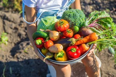 Bahçedeki çocuk elinde sebzelerle. Seçici odaklanma. Doğa.