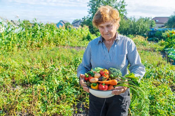 Grandmother Garden Vegetables Hands Selective Focus Nature — Stock Photo, Image