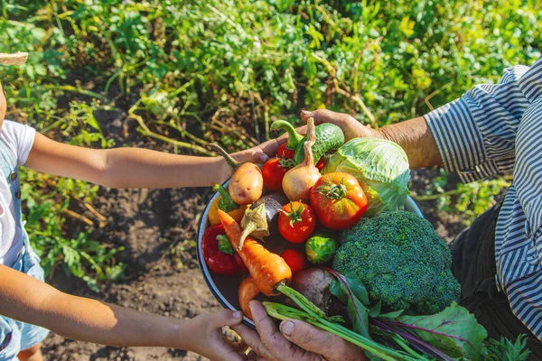庭の野菜を手にした子供と祖母 選択的フォーカス — ストック写真