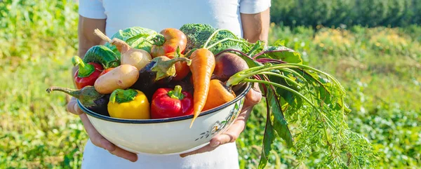 Hombre Granjero Con Verduras Caseras Sus Manos Enfoque Selectivo Naturaleza — Foto de Stock