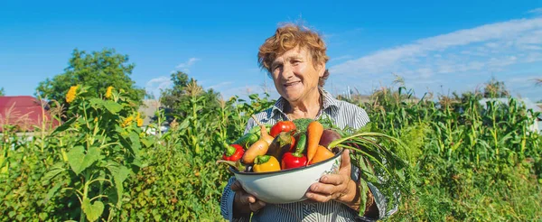 Großmutter Garten Mit Gemüse Der Hand Selektiver Fokus Natur — Stockfoto