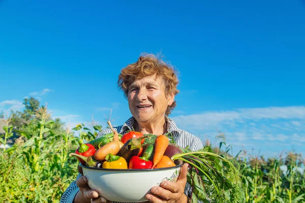 Großmutter Garten Mit Gemüse Der Hand Selektiver Fokus Natur — Stockfoto