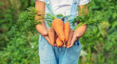 Bahçede bir sürü havuç olan bir çocuk. Seçici odak. Doğa.
