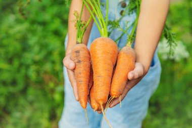 Bahçede bir sürü havuç olan bir çocuk. Seçici odak. Doğa.