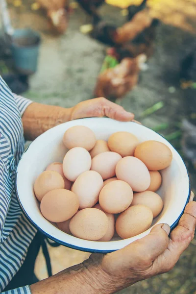 büyükannenin elinde ev yapımı yumurta. Seçici odak. Doğa.