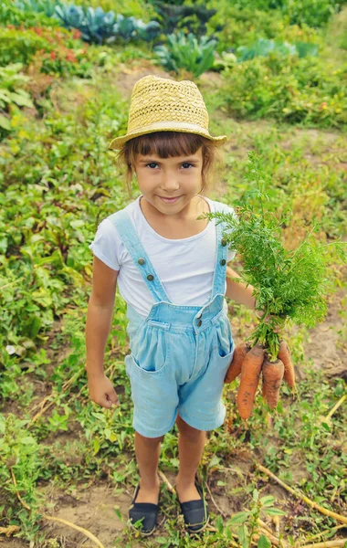Niño Con Montón Zanahorias Jardín Enfoque Selectivo Naturaleza —  Fotos de Stock