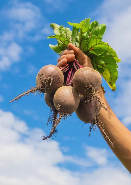 Uomo Con Mucchio Barbabietole Giardino Concentrazione Selettiva Natura — Foto Stock