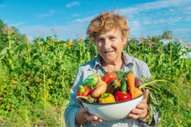 Bahçede elinde sebzelerle bir büyükanne. Seçici odaklanma. Doğa.