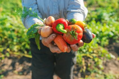 Bahçede elinde sebzelerle bir büyükanne. Seçici odaklanma. Doğa.