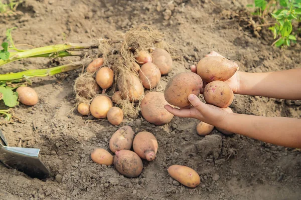 Dig Potatoes Garden Selective Focus Nature — Stock Photo, Image