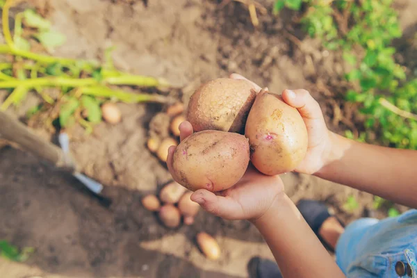 Menggali Kentang Kebun Fokus Selektif Alam — Stok Foto