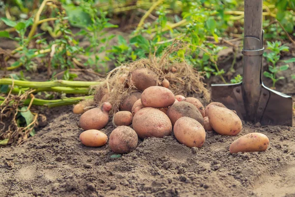 Dig Potatoes Garden Selective Focus Nature — Stock Photo, Image