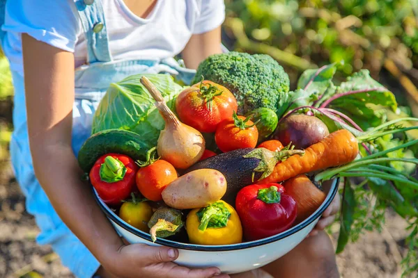 Criança Jardim Com Legumes Nas Mãos Foco Seletivo Natureza — Fotografia de Stock