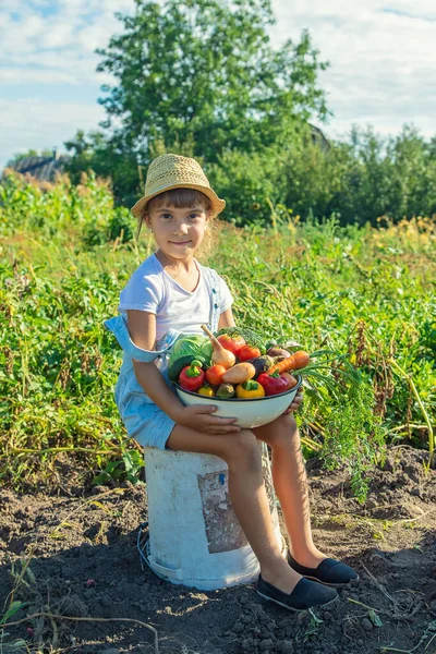 Anak Kebun Dengan Sayuran Tangannya Fokus Selektif Alam — Stok Foto