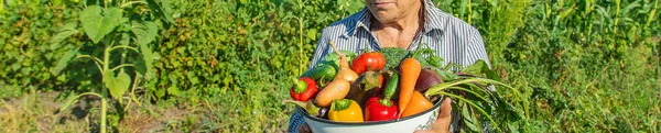 Grootmoeder Tuin Met Groenten Haar Handen Selectieve Focus Aard — Stockfoto