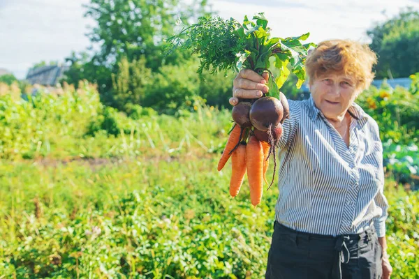 Бабушка Овощами Руках Саду Органические Овощи Выборочный Фокус Природа — стоковое фото