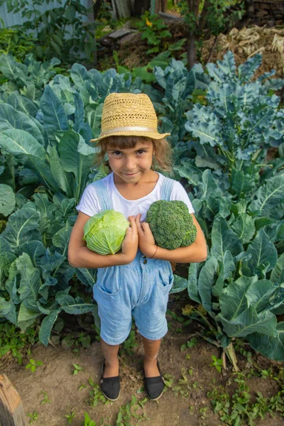 Anak Dengan Kubis Dan Brokoli Tangan Fokus Selektif — Stok Foto