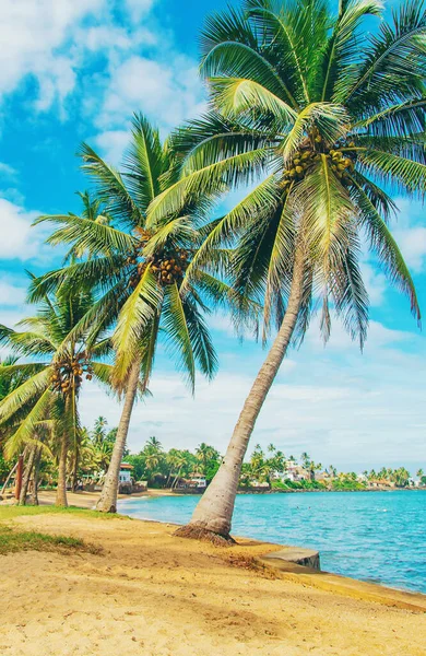 Sri Lanka Oceaan Beruwala Strand Selectieve Focus Natuur — Stockfoto