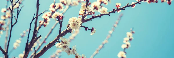 Blühender Marillenbaum Garten Selektive Fokussierung — Stockfoto