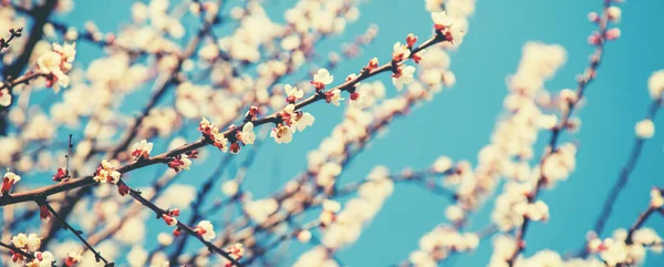 Blühender Marillenbaum Garten Selektive Fokussierung — Stockfoto