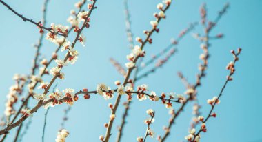 Bahçede çiçek açan kayısı ağacı. Seçici odaklanma doğası.