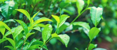 Sri Lanka 'daki çay tarlalarında çay yetişiyor. Seçici odaklanma. Doğa.