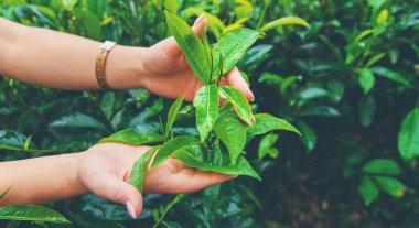 Sri Lanka 'daki çay tarlalarında çay yetişiyor. Seçici odaklanma. Doğa.