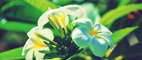 Piękne Białe Kwiaty Śliwki Drzewie Wybiórcze Skupienie Przyroda — Zdjęcie stockowe