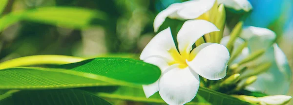 Vackra Vita Plumeria Blommor Ett Träd Selektivt Fokus Natur — Stockfoto