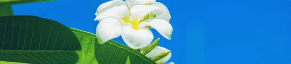 Vackra Vita Plumeria Blommor Ett Träd Selektivt Fokus Natur — Stockfoto