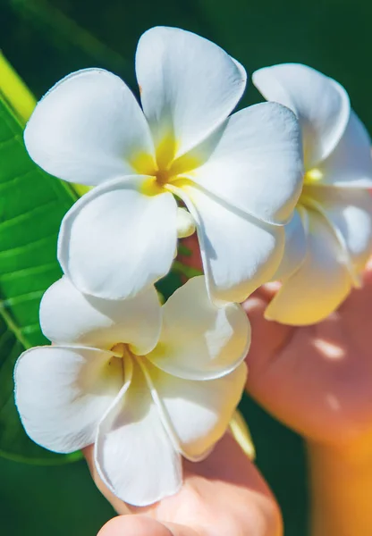 木の上に美しい白いプルメリアの花 選択的フォーカス — ストック写真