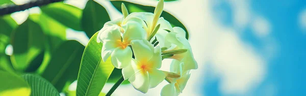 Piękne Białe Kwiaty Śliwki Drzewie Wybiórcze Skupienie Przyroda — Zdjęcie stockowe