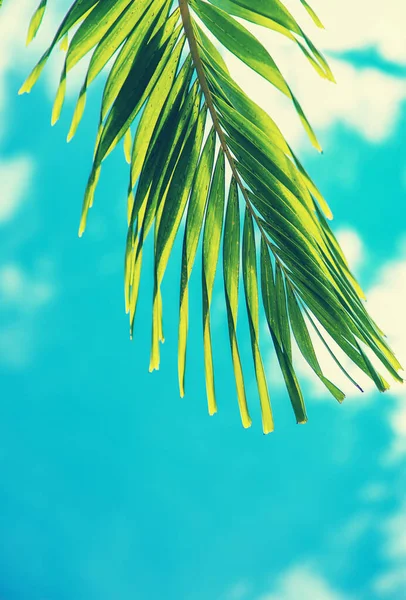 Coqueiros Ilha Foco Seletivo Natureza — Fotografia de Stock