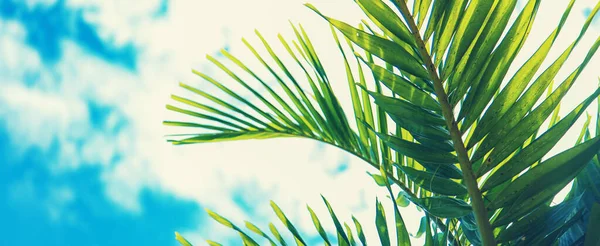 岛上的椰子树有选择的重点 — 图库照片