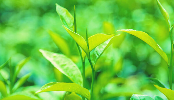 Tea growing on tea plantations in Sri Lanka. Selective focus. nature.